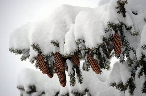 File photo of a snow-covered fir-tree in Val d&#039;Isere, French Alps