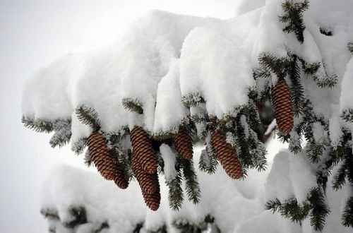 File photo of a snow-covered fir-tree in Val d'Isere, French Alps