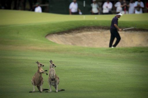 The Australian PGA Championship, which starts on Thursday, has been hosted at Coolum since 2002