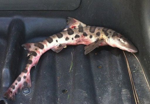 The two-foot (60 cm) long leopard shark is thought to have been picked up by an osprey off the nearby Pacific coast