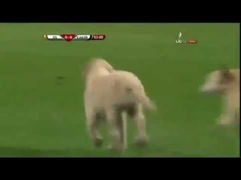Video: Dogs invade football match