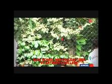 Video: Shillong Lajong FC TV - Episode 3