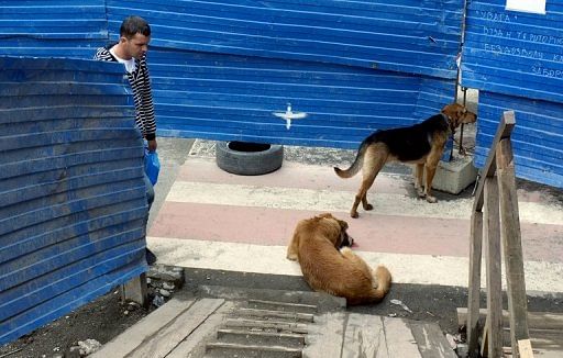 A stray dog looks through a hole in a fence  in the Russian Black Sea resort of Sochi, April 18, 2013