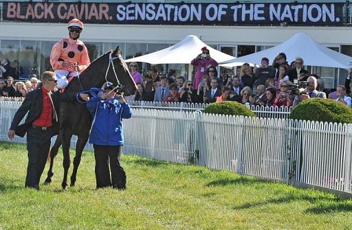 Australian thoroughbred racehorse Black Caviar is paraded at Mellbourne&#039;s Caulfield Racecourse on April 20, 2013