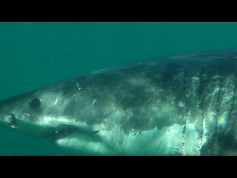 Video: WWE Superstars go shark diving in South Africa
