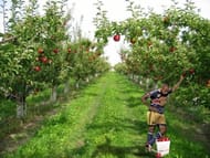 Does Henry plan to own an orchard in France post retirement (which is possibly another 20 years away)?