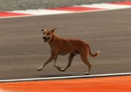 The Pooch that stopped F1