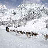 Iditarod: The last great race