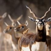 National shooter gets life ban for hunting endangered animals