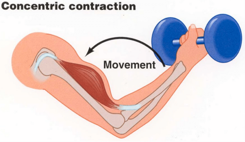 Co-Contraction: The Key to Any Exercise for Stomach Muscles - CalorieBee