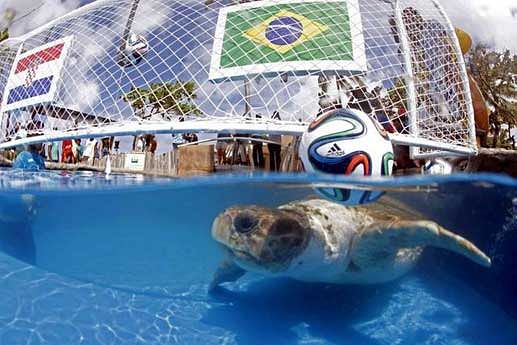 Paul the octopus, Taiyo the otter and the World Cup's other psychic animals, Sport