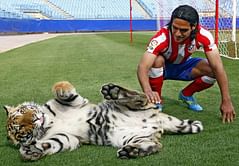 Video: Radamel 'El Tigre' Falcao meets a Royal Bengal Tiger