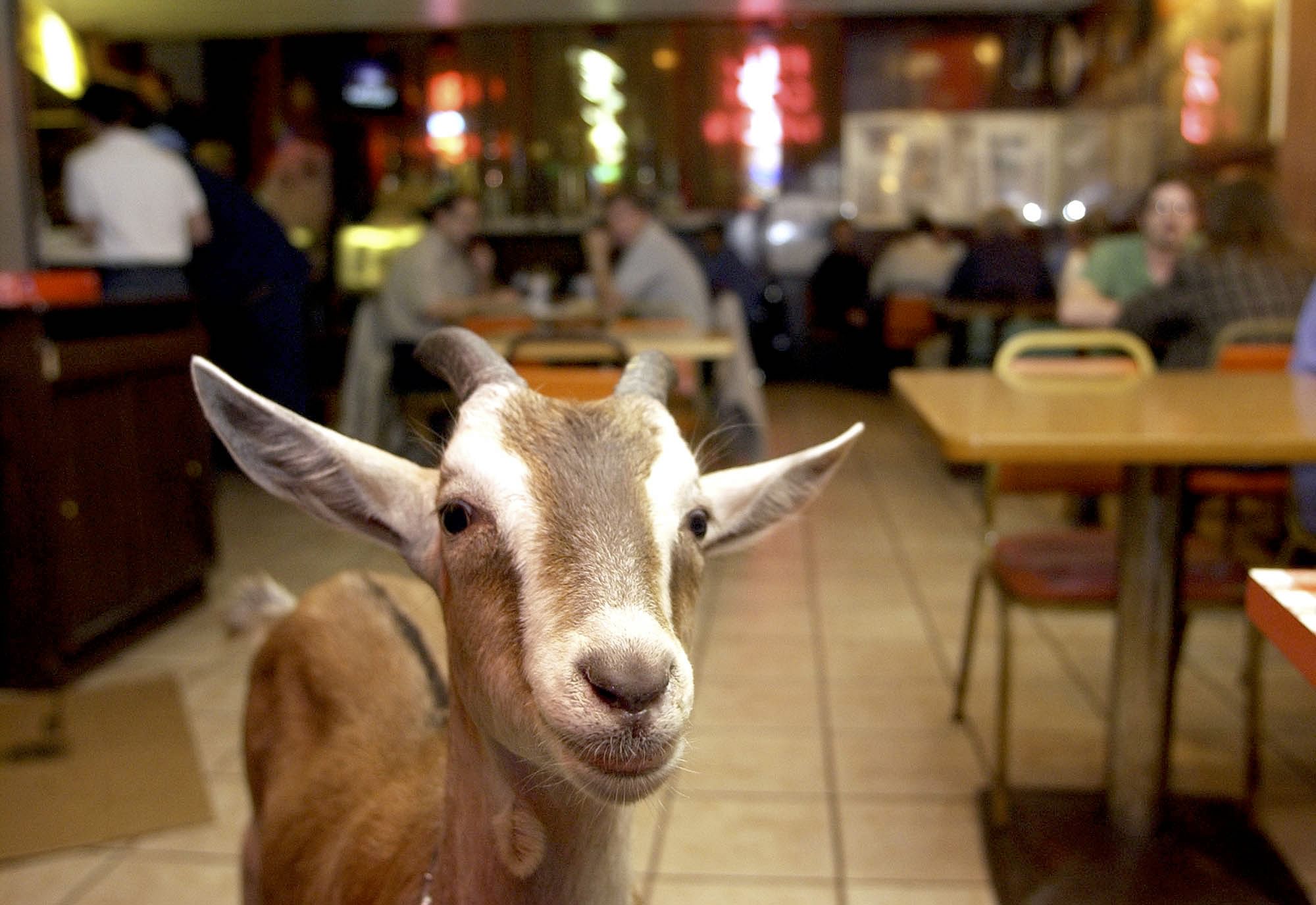 mountain-goat-wild-life-world