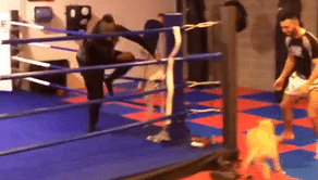 Video: Mario Balotelli exhibits his evasive skills after being chased around a boxing-ring by a dog
