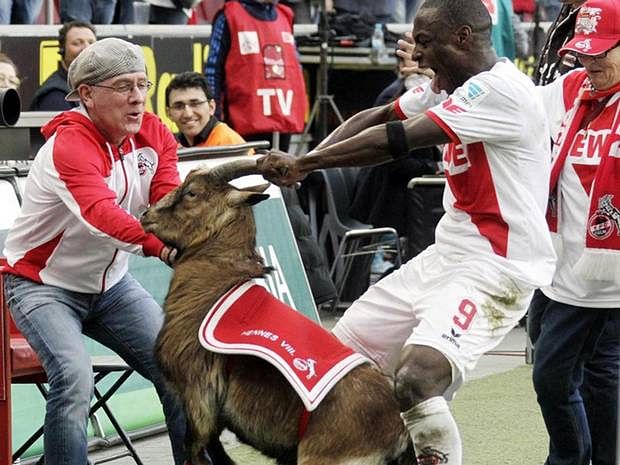 Craziest goal celebration ever? FC Koln striker manhandles club's official goat after scoring