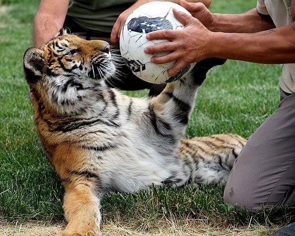 royal bengal tiger cub