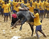 Disheartened by the Supreme Court's judgement, Tamils hope Jallikattu does not fade away