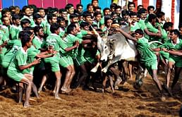 How political hyporcrisy could legalise the brutal sport of bull-fighting in India
