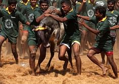 Supreme Court says 'no' to Jallikattu or bull taming sport in Tamil Nadu