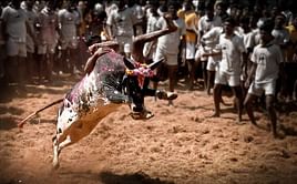 SC order on Jallikattu disappoints politicians