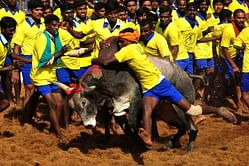 Animal rights activists welcome Supreme Court's verdict on Jallikattu