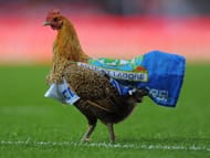 Venky Blackburn Chicken