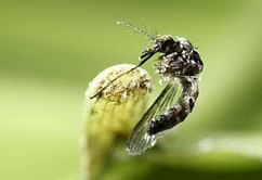 Rio Olympics: British Olympics Association issues Zika update to sports bodies