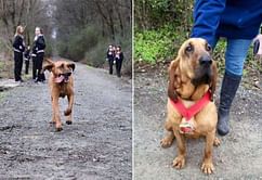 Dog accidentally runs in a half-marathon, finishes seventh