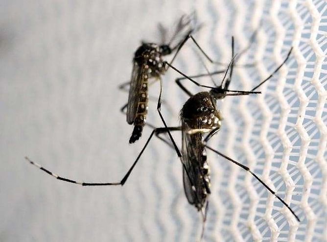 No scientific basis for postponing Brazil Olympics due to Zika - minister