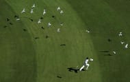 Australia test cricket, pigeons