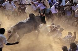 Why Jallikattu should be legalised in India