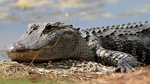 Alligator whisperer Gribble gets special gift