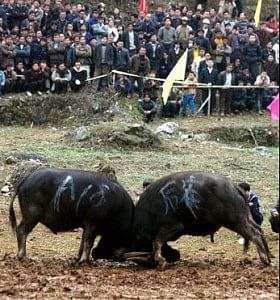 Bull fighting is a popular sport in Assam.